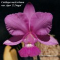 /album/fotogalerie-cattleya-walkeriana1/catt-walkeriana%20var-tipo%20%c2%b4d-nega%c2%b4-jpg/